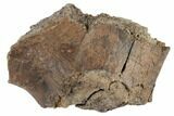 Fossil Dinosaur Bone - South Dakota #192689-1